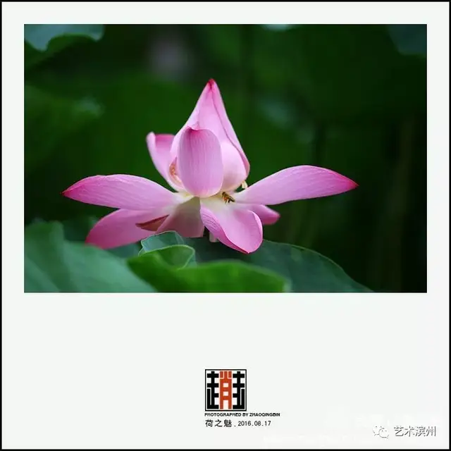包含滨州金荷花：打出团队实力瞄准好成绩的词条
